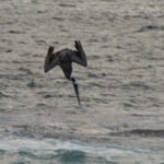 Pelikan im Sturzflug
