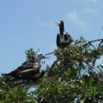 Puerto El Morro - Fregattvögel