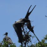 Puerto El Morro - Fregattvögel