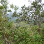 Vegetation im Pululahua Krater bei Quito, Ecuador