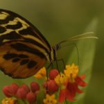 Schmetterling, Amazonas Ecuador