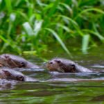 Flussotter, Amazonas Ecuador