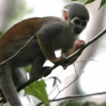 Kapuzineräffchen, Amazonas Ecuador