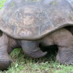 Galapagos Schildkröte