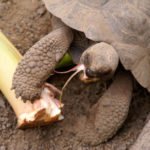 Galapagos Schildkröte