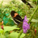 Schmetterling Nebelwald in Ecuador