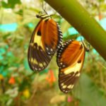 Schmetterling Nebelwald in Ecuador
