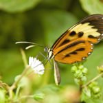 Schmetterling Nebelwald in Ecuador