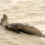 Seelöwe am Schlafen