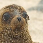 Seelöwe
