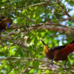 Wildlife Amazonas