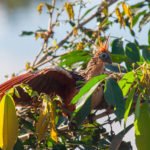 Hoatzin