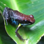 Frosch