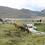 Wildpferde im Nationalpark Cotopaxi