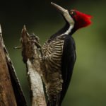 Zimtbindenspecht - Amazonas Ecuador
