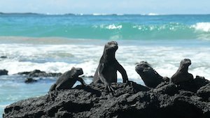 Galapagos Reisen