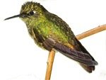 Kolibri Ecuador Nebelwald
